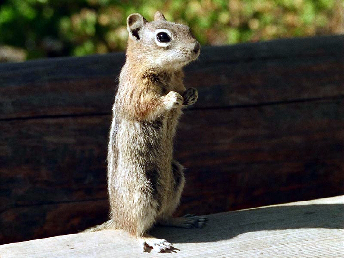 Ground squirrel